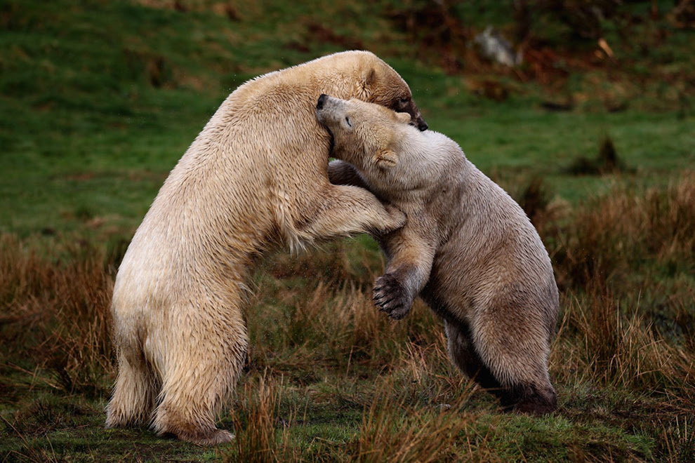 πολική αρκούδα στο Highland Wildlife Park του Kingussie, Σκωτία