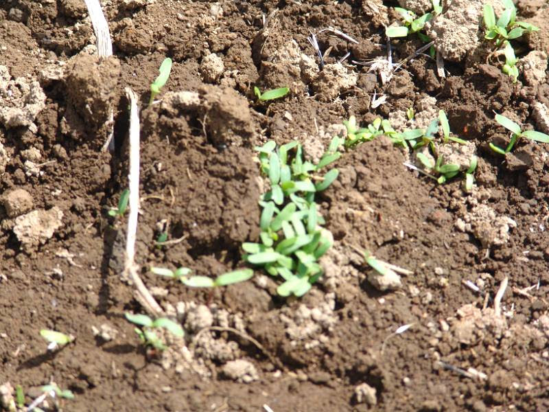 アブラムシ対策 毎日が日曜日