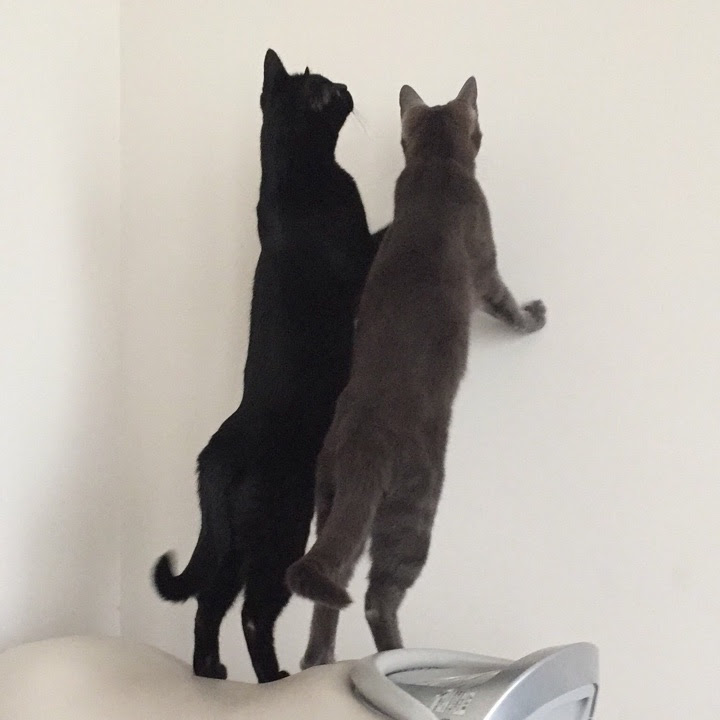 猫の後ろ姿画像26選 なぜか惹かれる 猫の後ろ姿の3つの魅力とは