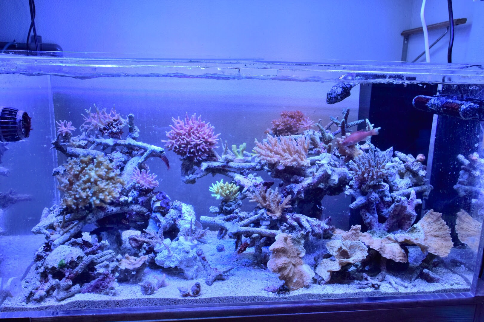 砂入れ替えリセット終了 W Coral Shrinp Keeping Diary