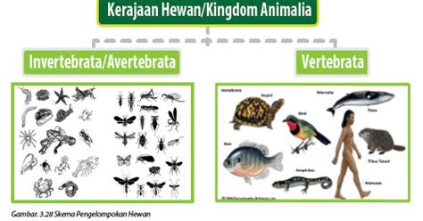 soal biologi kelas  tentang animalia invertebrata judul siswa