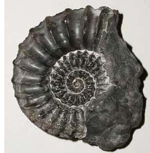 of ammonites in Cretaceous