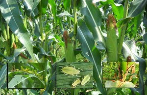 8 Jenis Hama Utama Tanaman Jagung dan 12 Teknik Cara 