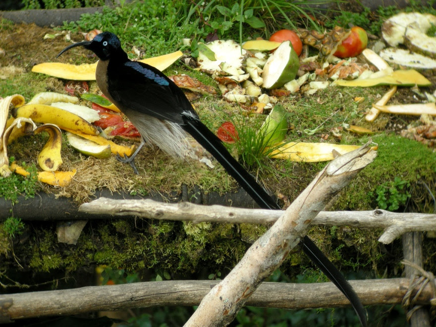 Bird of Paradise