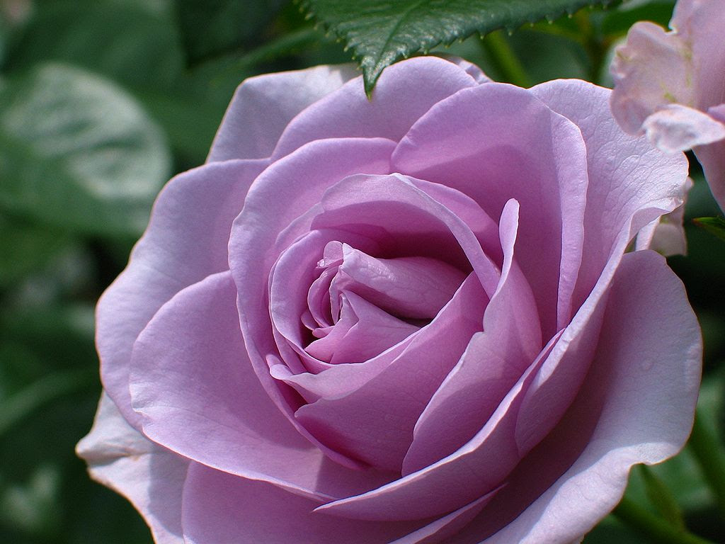 薔薇 バラ の花 紫 壁紙写真 四季の彩り壁紙写真集