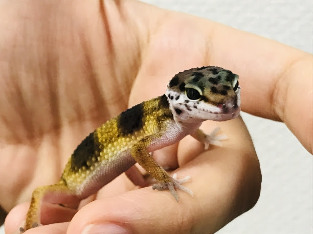 ヒョウモントカゲモドキは なつく生き物 仲良くなるには何が必要