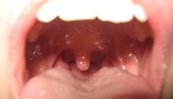Organi e Tessuti dell'Endoderma - Attivazioni Biologiche