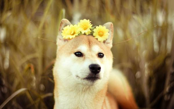 画像1枚 見る人すべてが癒される 可愛すぎる柴犬の画像 壁紙まとめ 写真まとめサイト Pictas