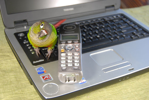 green cheek conure dress