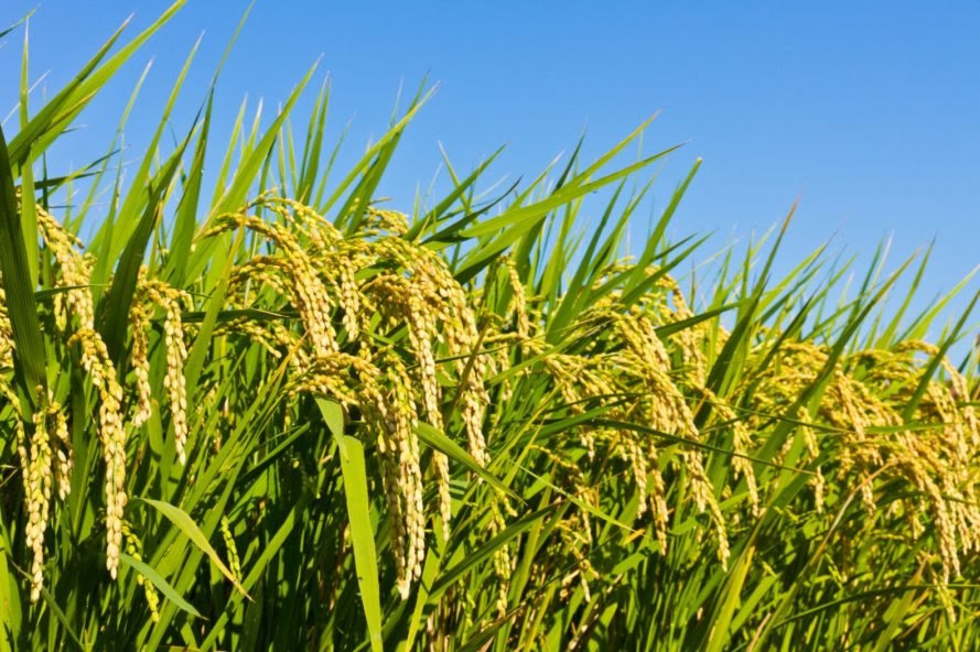 rice, agriculture, saltwater farming, China