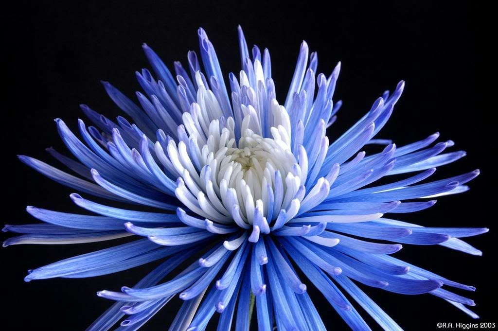 get a chrysanthemum flower