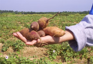 Saat panen ubi keledek, bentuk ubinya kulitnya mulus, halus tanpa cacat lobang.