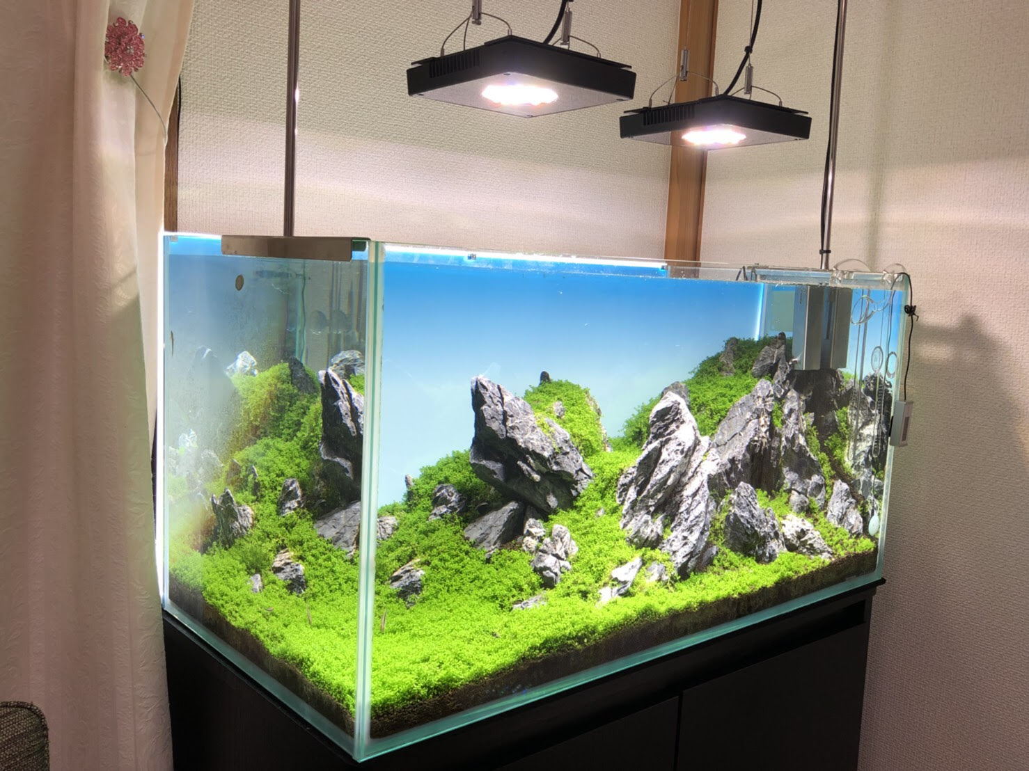 出張レイアウト水槽のその後 気になりませんか Aquarium Tall Man