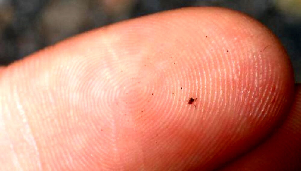 How to Get Rid Of Ear Mites in Dogs - Treatments and Home ...