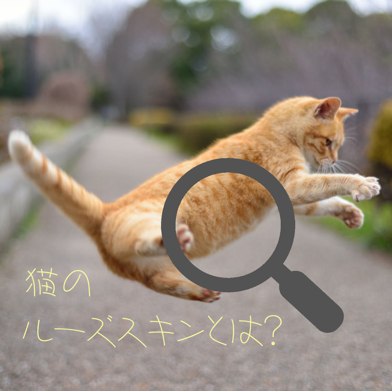 ルーズスキンとは 猫のお腹のたるみについて知っておこう