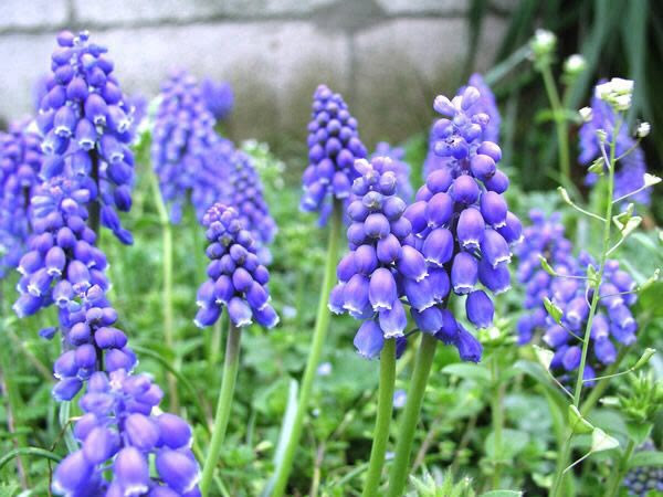３月２４日 ムスカリ 花の俳句