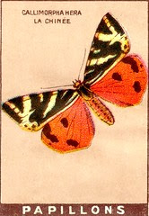 papill 17