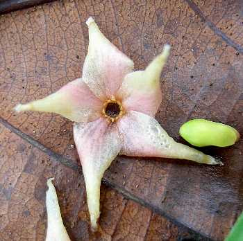 ホペアの花 シンガポール熱帯植物だより あるふぁ