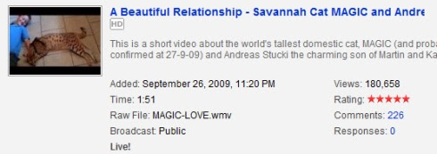 magic savannah cat and Andeas video stats