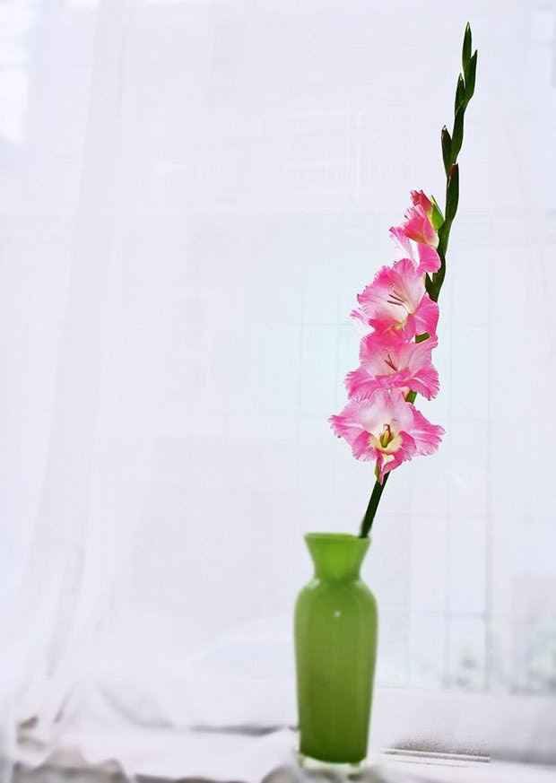 O que fazer com uma Vodca barata (11)