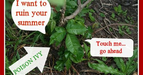 17.05.2021 · you can recognize poison ivy from its three leaflets. Do You Know What Poison Ivy Looks Like? | Hometalk