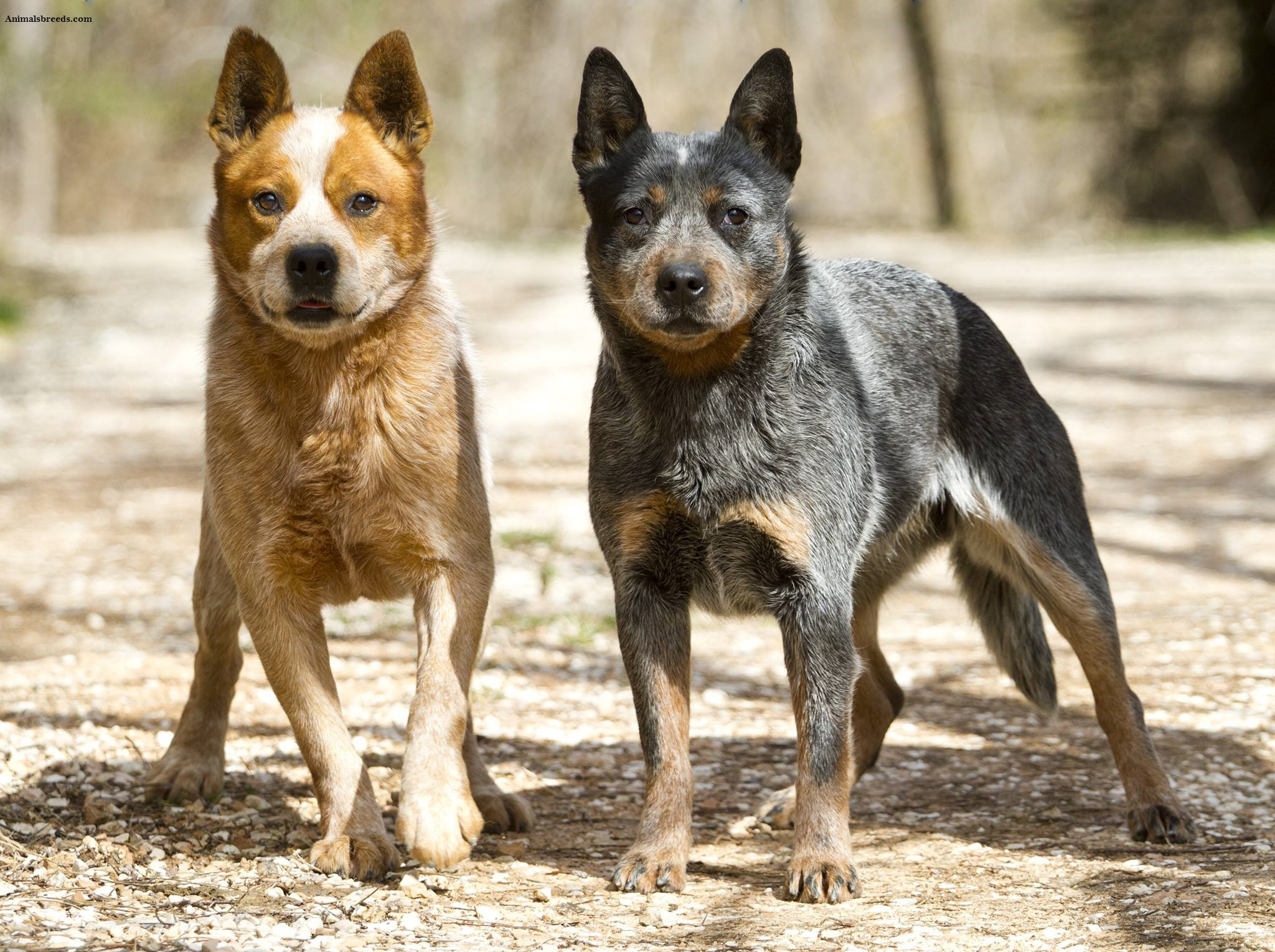 Australian Cattle Dog - Puppies, Rescue, Pictures, Information