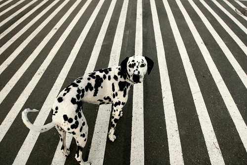 dots or stripes por ....casper