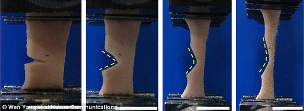 Using X-ray beams, scientists were able to directly observe the microscopic changes that take place in skin to help it resist tearing during their stomach churning experiments