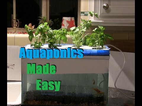 cheap and easy $35 aquaponics / hydroponics setup - youtube