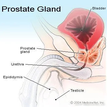 Picture of the prostate gland