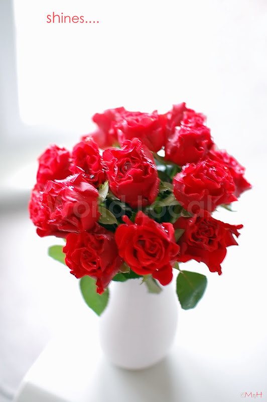 Roses1