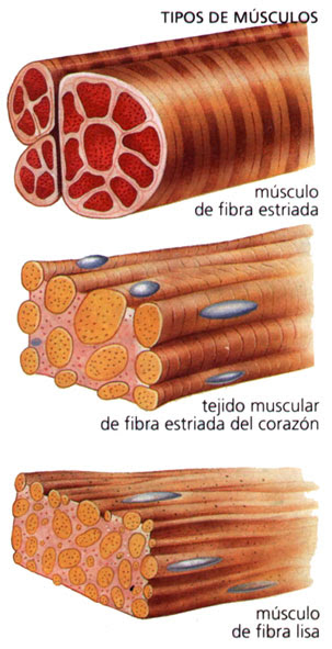 tejido muscular air