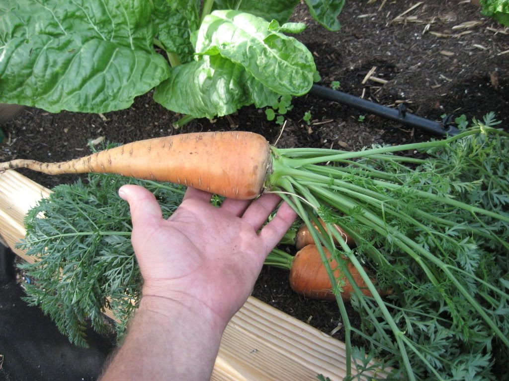 Carrot
