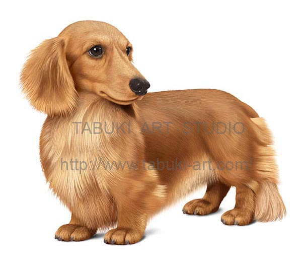 犬のリアルイラスト 果物のイラスト作品