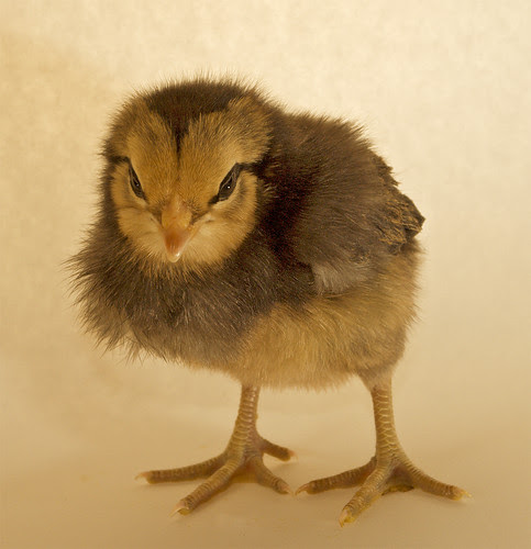 A straight-ahead kind of chook by Flint-Hill (away)