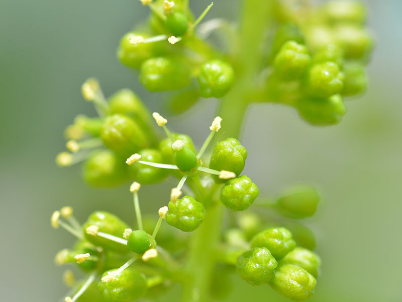 保命園 愛知県岡崎市のぶどう園 直売所