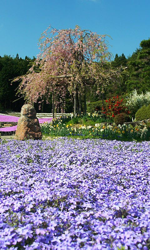 芝桜 シバザクラ の花携帯待受画像 無料壁紙