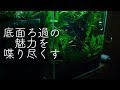 底面 濾過 寿命 101936