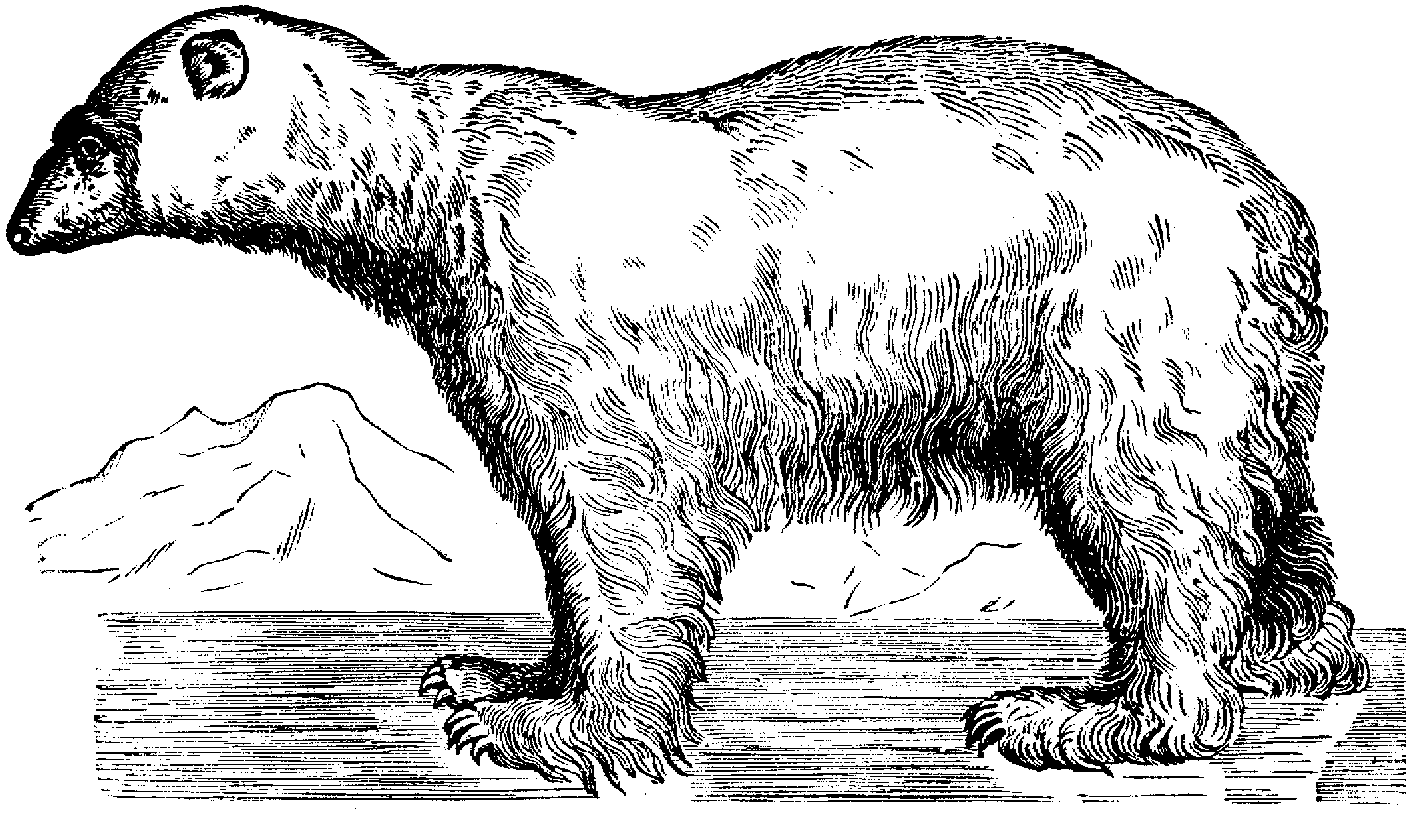 Free Bear Coloring Pages