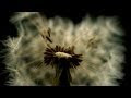 Documentário Serie Cosmos 2014 Dublado hd-download National geographic