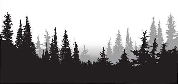 Download Fir forest clipart - Clipground