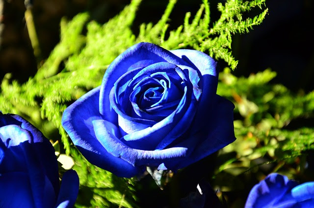 人生が変わるかも 豊かさを引き寄せる青いバラの花言葉とは ウラスピナビ
