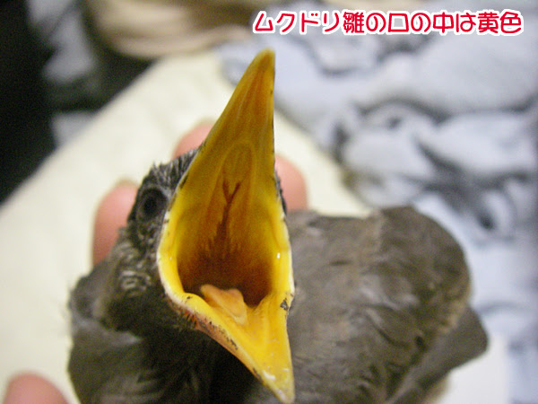 八王子鳥見隊 ムクドリの子育て 雛の保護
