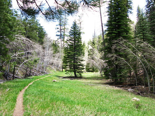 meadow with bowed trees