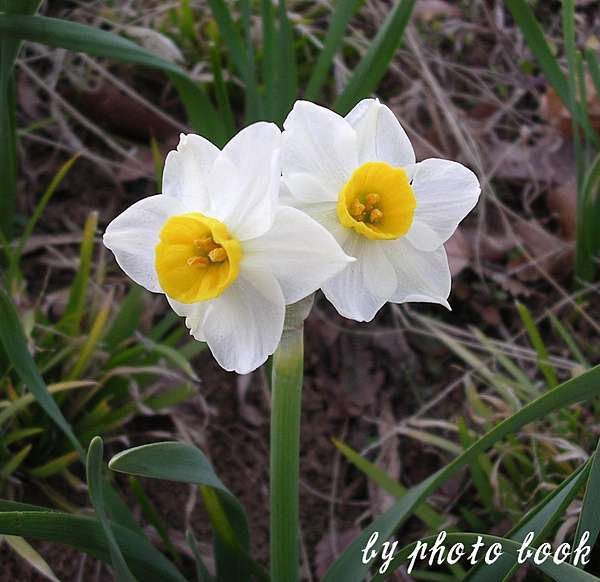 遊戲相關 Double Score Cattleya Narcissus 桜 痞客邦