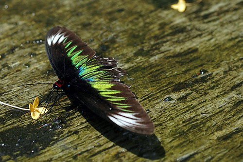 Rajah Brooke’s Birdwing