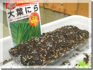 ダイソー種 にらとラベンダーが発芽 Momo 楽天ブログ