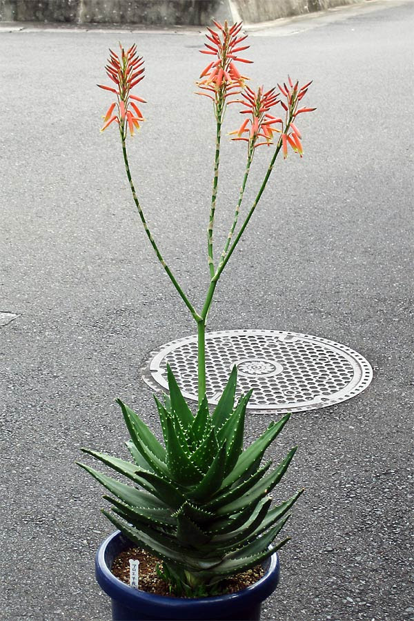 アロエ不夜城 Aloe Nobilis の特徴 植え替え 育て方