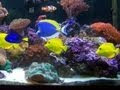 PP Tropical Fish Beautiful Salt Water Fish Tank Marine Aquarium with
Live Rock YouTube