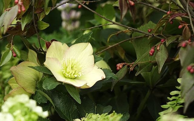 冬の花といえば 花言葉と名前を種類ご紹介します 米ぬか美優日記